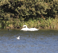 Cygnus olor