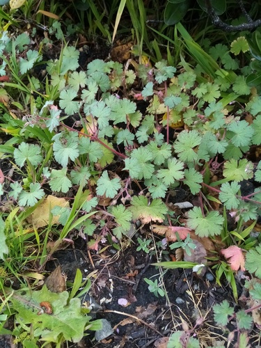 Geranium rotundifolium iNat (1)