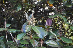 Miconia calvescens