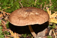 Hispidoderma