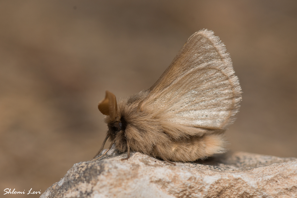 Chondrostega palaestrana