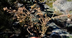 Erica recurvifolia