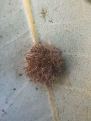 Disholandricus lasius