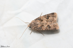 Agrotis bigramma