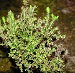 Erica philippioides