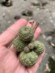 Lithocarpus lepidocarpus