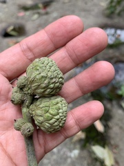 Lithocarpus lepidocarpus