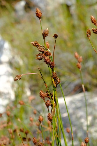 Restio brunneus