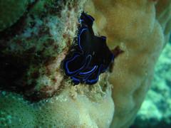 Pseudoceros caeruleocinctus