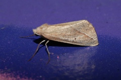 Compsoptera opacaria