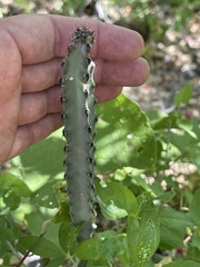 Peniocereus johnstonii