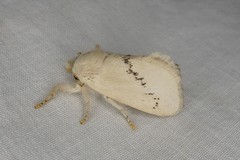 Anaxidia lactea