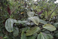 Miconia calvescens