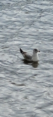 Larus delawarensis