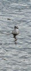 Larus delawarensis