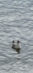 Larus delawarensis