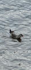 Larus delawarensis