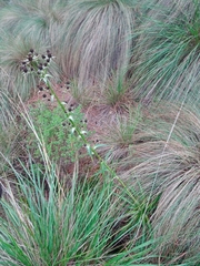 Eryngium deppeanum