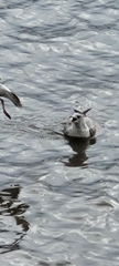 Larus delawarensis