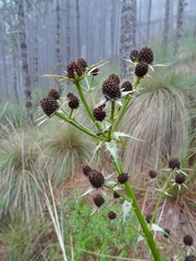 Eryngium deppeanum