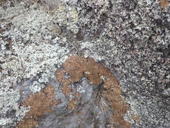 Pseudocyphellaria wilkinsii