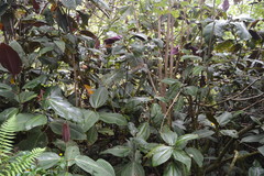 Miconia calvescens
