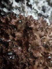 Pseudocyphellaria wilkinsii