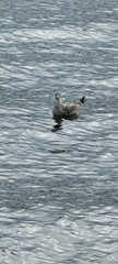 Larus delawarensis