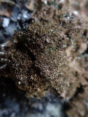Pseudocyphellaria wilkinsii