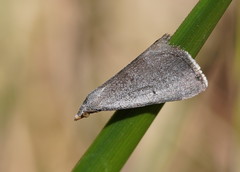 Adeixis inostentata