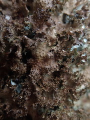 Pseudocyphellaria wilkinsii