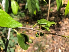 Alangium villosum