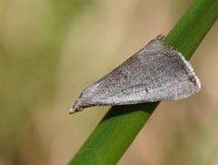 Adeixis inostentata