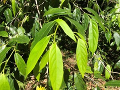 Alangium villosum