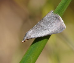 Adeixis inostentata