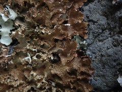 Pseudocyphellaria wilkinsii