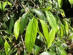 Alangium villosum