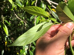 Alangium villosum