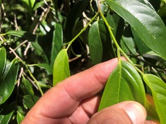 Alangium villosum