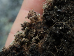 Pseudocyphellaria wilkinsii