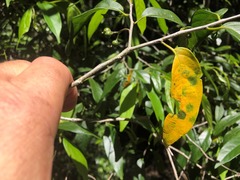 Alangium villosum
