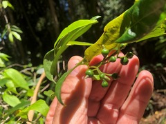 Alangium villosum