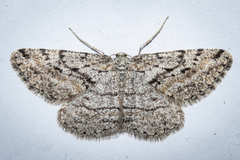 Zermizinga indocilisaria