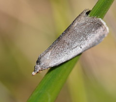 Adeixis inostentata