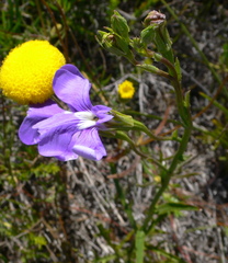 Lobelia heterophylla