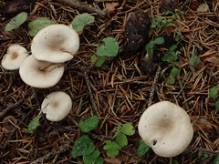 Clitocybe metachroa