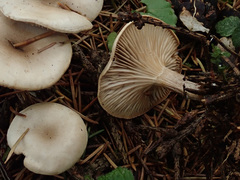 Clitocybe metachroa
