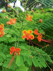 Caesalpinia pulcherrima