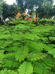 Caesalpinia pulcherrima