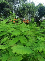 Caesalpinia pulcherrima